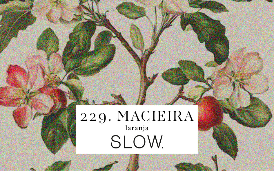 Vela Gomos Macieira - baixa