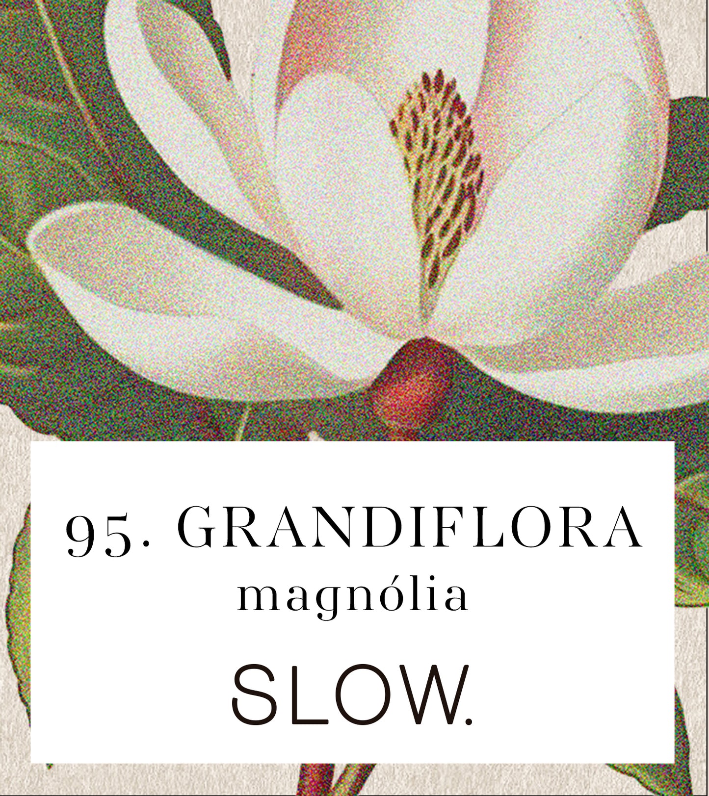 Vela Jar Grandiflora - Magnólia