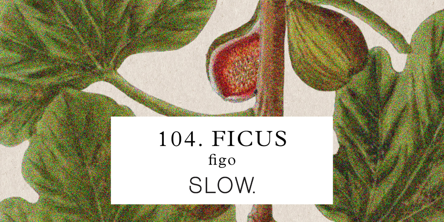 Ficus Candle - Black Fig and Pepper