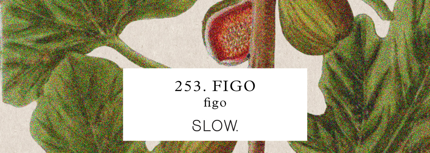 Vela Genie Figo - baixa